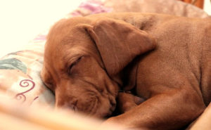Why Do Dogs Sleep So Much Why Do Dogs Sleep So Much