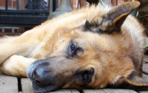 How Much Do German Shepherds Sleep? How Much Do German Shepherds Sleep?
