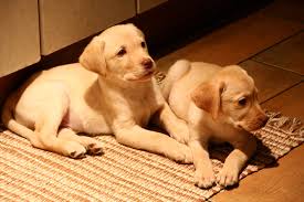 Best Dog Food for Labrador Puppies Best Dog Food for Labrador Puppies