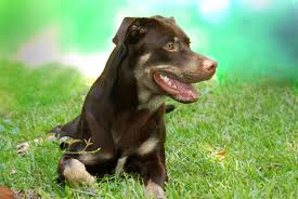 Best Dog Food for Large Breed Puppies Best Dog Food for Large Breed Puppies