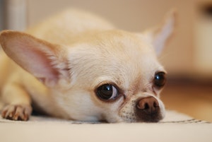 Chihuahua Species Chihuahua Species