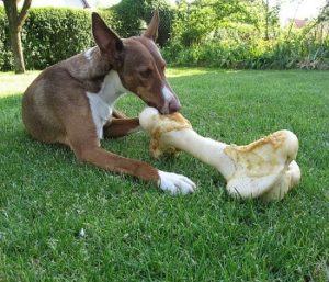 How to Stop Your Dog from Eating Grass How to Stop Your Dog from Eating Grass