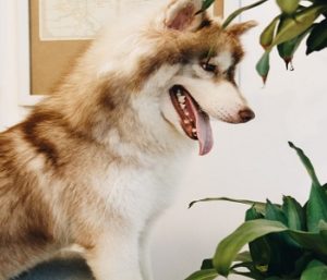 How to Stop Your Dog from Eating Plants How to Stop Your Dog from Eating Plants