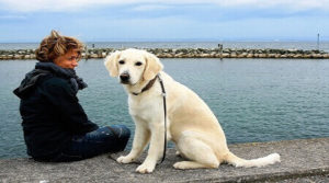 How to Teach a Dog to Sit and Stay without Threats How to Teach a Dog to Sit and Stay without Threats