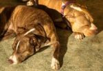 Pitbulls Sleep Pitbulls Sleep