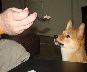 Shiba Inu Puppy Food Shiba Inu Puppy Food