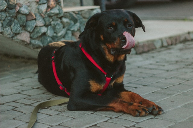 SportDog Field Trainer SD-425 SportDog Field Trainer SD-425