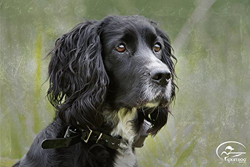 SportDog Field Trainer collar reviews SportDog Field Trainer collar reviews