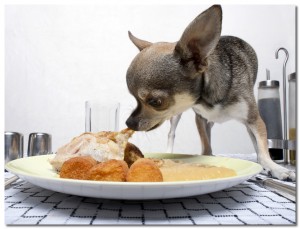 What Chihuahuas Love to Eat What Chihuahuas Love to Eat