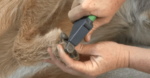 best dog nail clipper best dog nail clipper