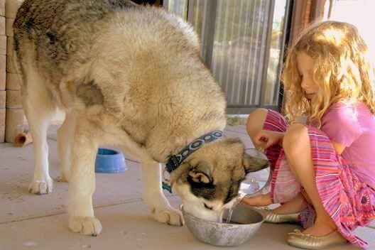 fresh water to the dog fresh water to the dog