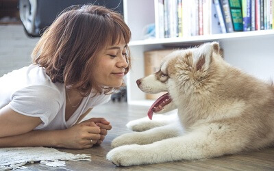 how to entertain a dog how to entertain a dog