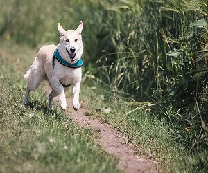 how to stop a dog from running out the door how to stop a dog from running out the door