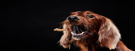 Best Dog Food for puppies Best Dog Food for puppies