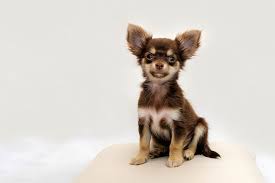 Chihuahuas Health best dog food for chihuahua