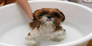Regular Bath your dog Regular Bath your dog