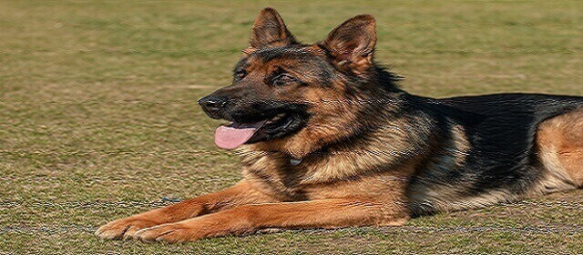 Best Dog Food for German shepherd Puppies Best Dog Food for German shepherd Puppies
