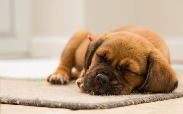 Why Do Dogs Sleep So Much Why Do Dogs Sleep So Much