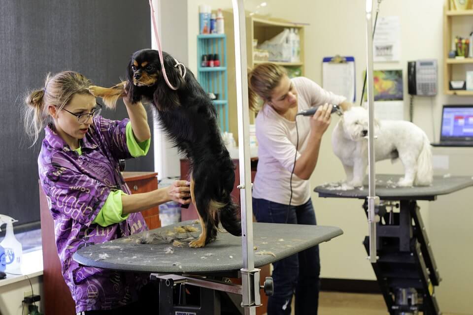 Groom your dog regularly Groom your dog regularly