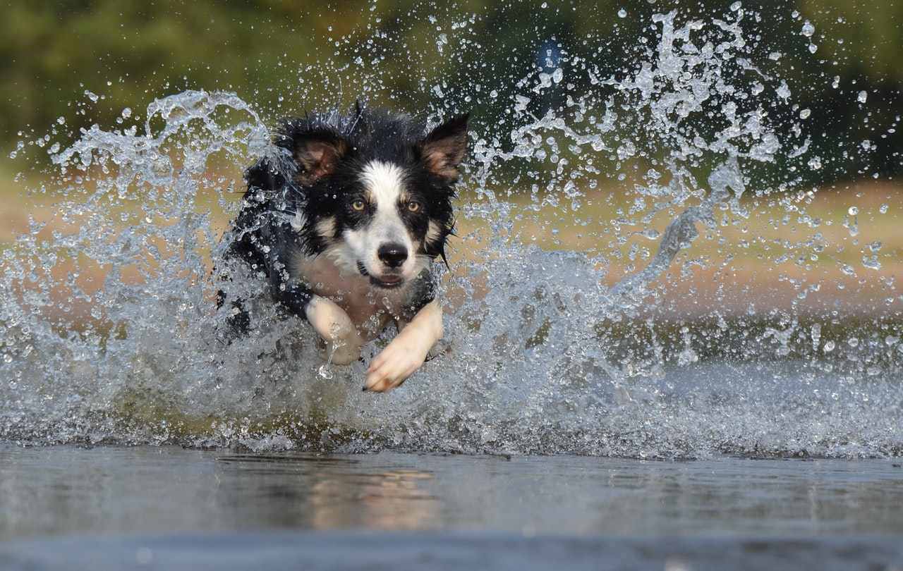 exercise dog regular exercise dog regular
