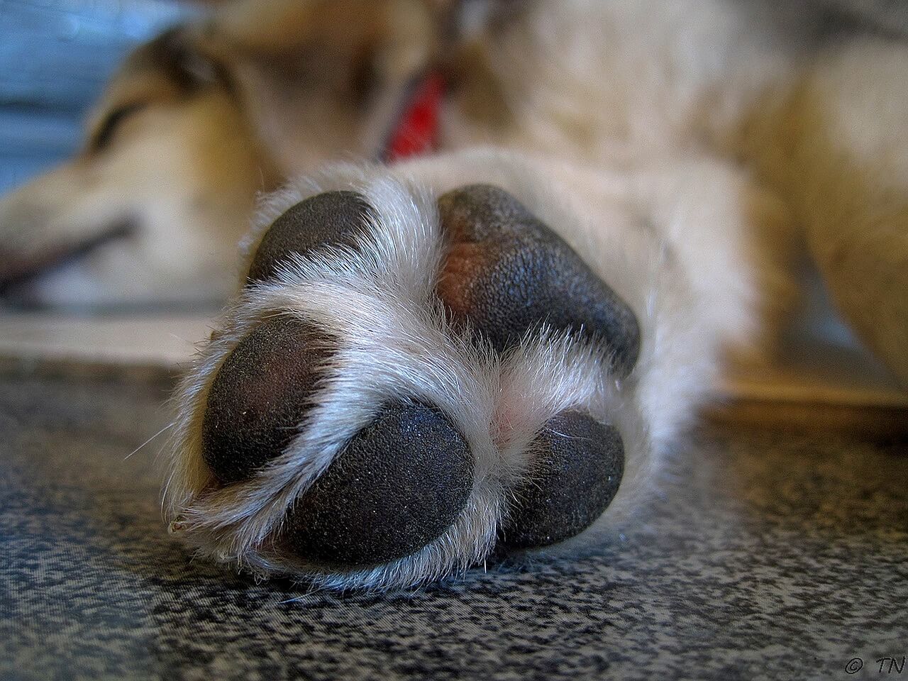 best-dog-shoes-for-hot-pavement best dog shoes for hot pavement