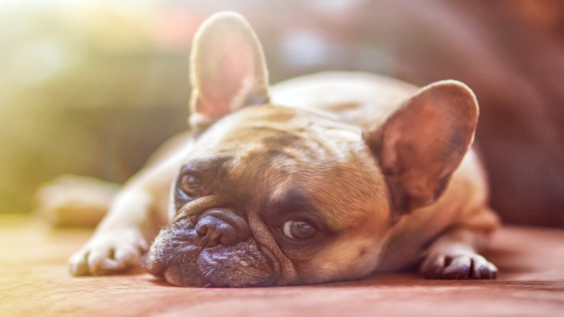 Congestive heart failure in dogs Congestive heart failure in dogs