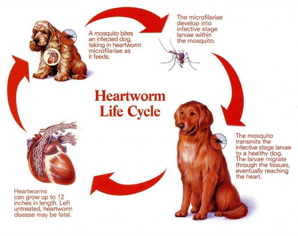 Heartworm Disease Heartworm Disease
