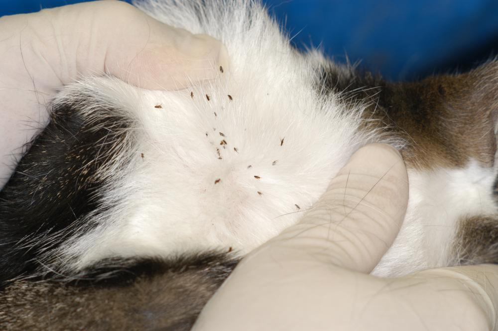 how to get rid of dog ticks fast how to get rid of dog ticks fast