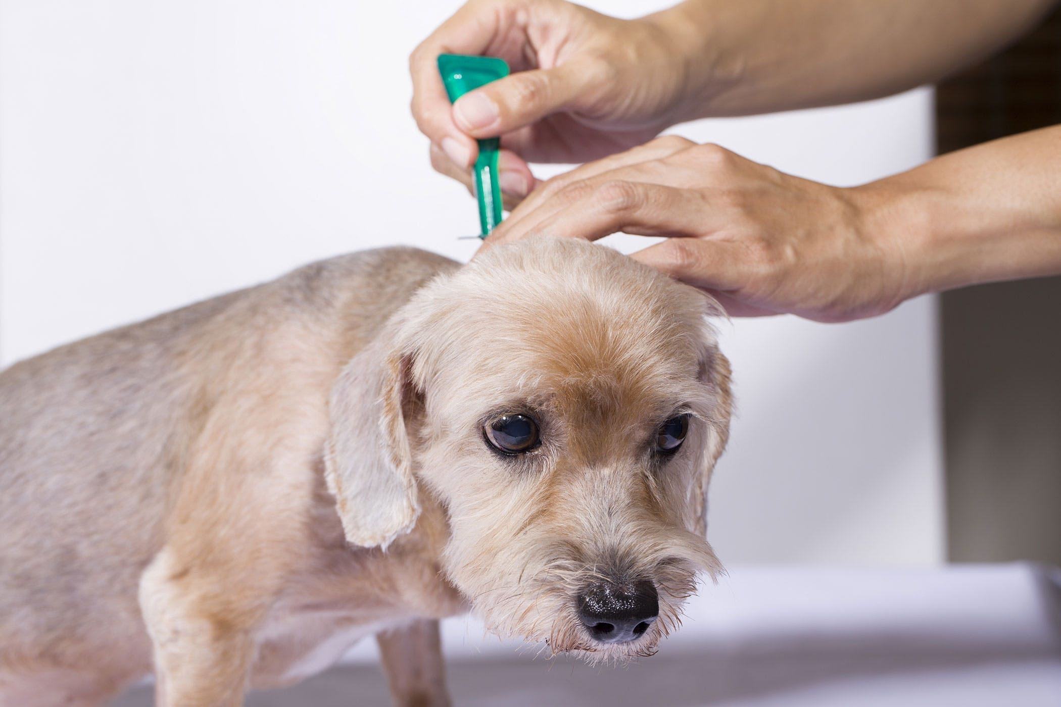 symptoms of fleas on your dog symptoms of fleas on your dog