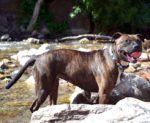 Best Dog Food For Pitbulls (Reviews & Definitive Guide By Expert Choices) Best Dog Food For Pitbulls