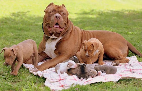 How Many Puppies can a Pitbull Dog Have?