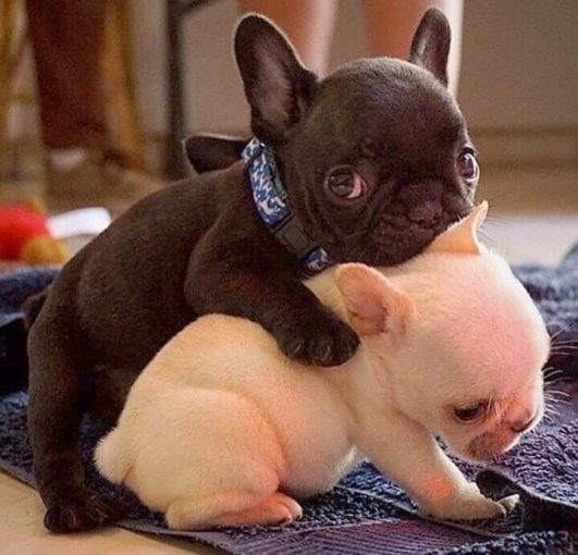 French Bulldog