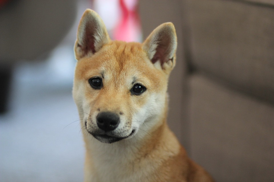 How Much Do Shiba Inus Puppies Cost Petshaunt