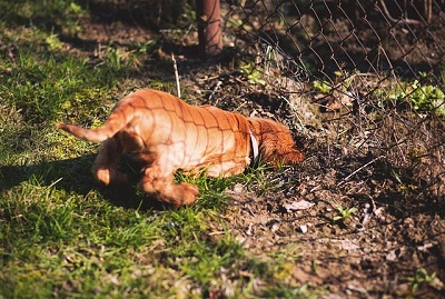 How to Stop Your Dog from Digging