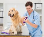 Best Dog Nail Grinders Reviews In 2021~ Buyers Guide Best Dog Nail Grinders review