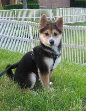 shiba inu puppy inus weddingbee