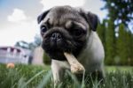 5 Best Dog Food for Puppies ~ Buyer’s Guide best dog food for puppies