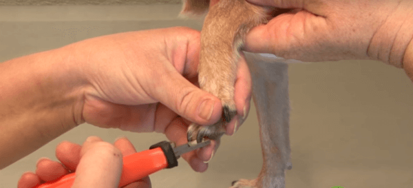 Best Dog Nail Clippers