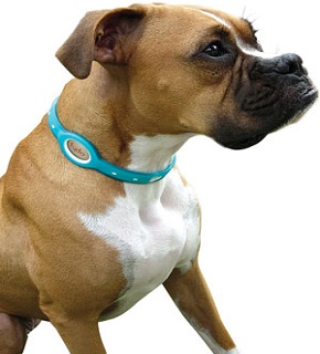 saresto flea and tick collar review