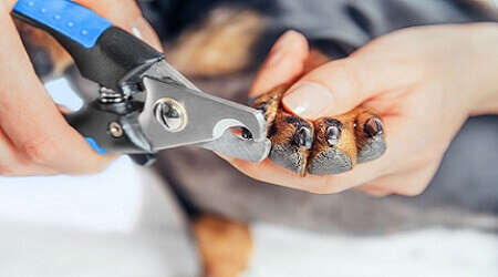 top rated dog nail clippers