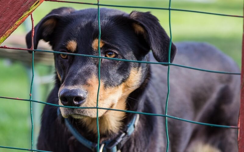 best underground dog fences