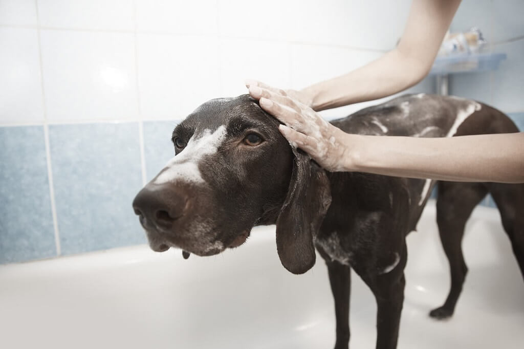 dog grooming tips and tricks