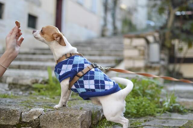 best dog treats for training