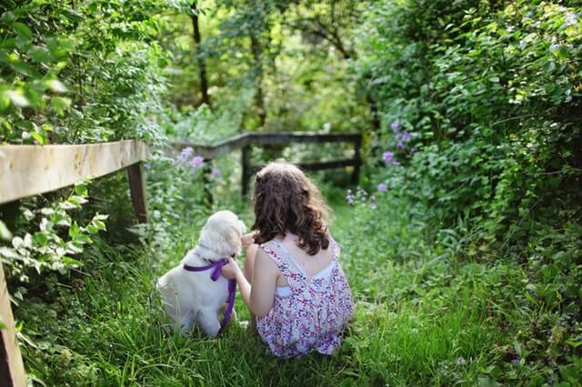 how to install wireless dog fence