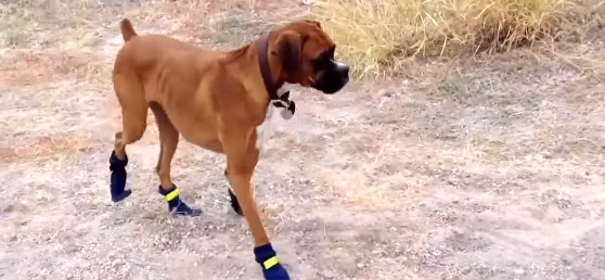 best dog boots for hot pavement