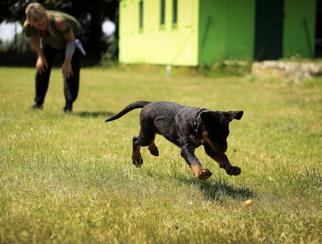 how to train a dog with dog tricks