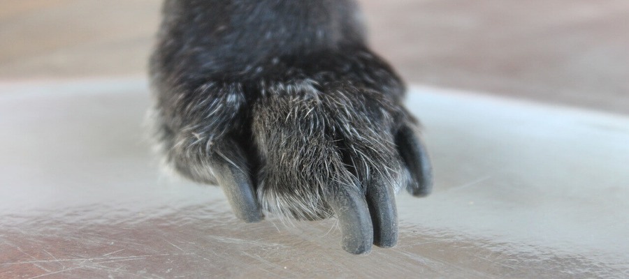 How to Clip Dog Nails When Dog is Scared of ?