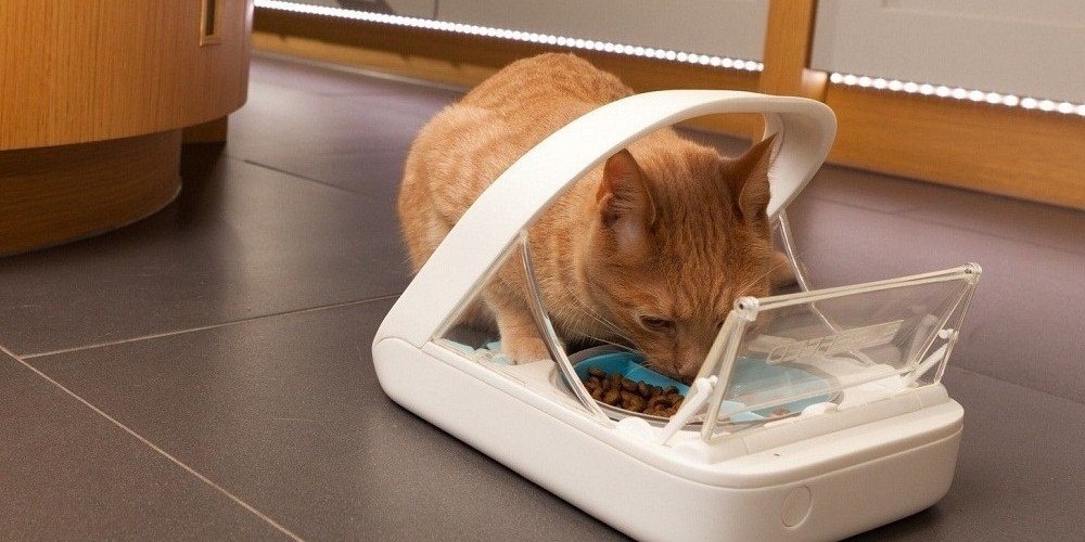 Best Automatic Cat Feeder for Multiple Cats