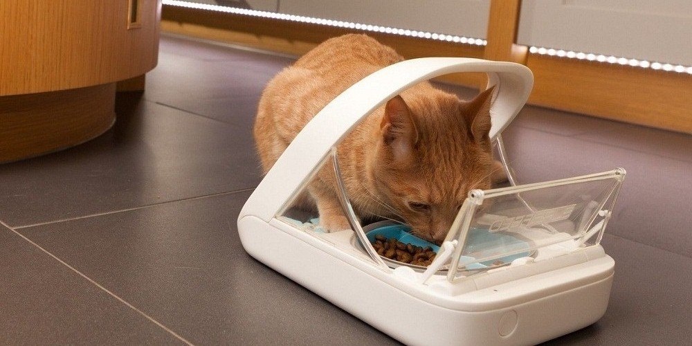 cat operated food dispenser