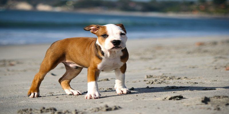 When should I start training my pitbull puppy